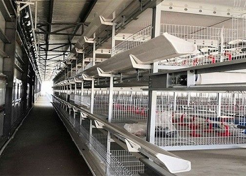 Struktur Baja OEM / ODM Peternakan Lapisan Unggas Rumah Ayam Prefabrikasi