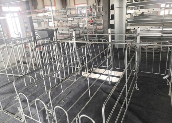 Struktur Baja Prefab Fabrikasi Rumah Babi Industri Galvanis