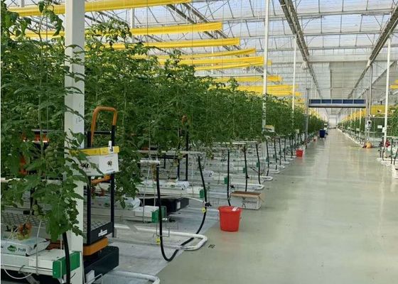 Daman Venlo Glass Greenhouse Penanaman Massal Tomat Hot Dip Galvanis