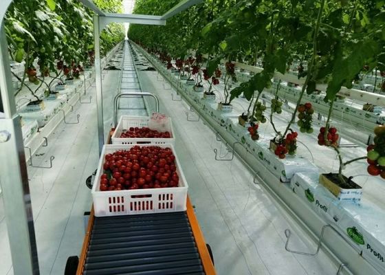 Daman Venlo Glass Greenhouse Penanaman Massal Tomat Hot Dip Galvanis