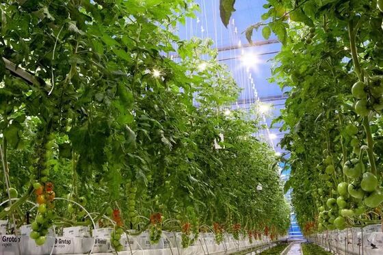 Rumah Kaca Wisata Wenluo - Rumah Kaca Pertanian Sayuran Berskala Besar