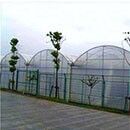 Rumah kaca film PO berpanjangan terus menerus untuk meningkatkan hasil sayuran