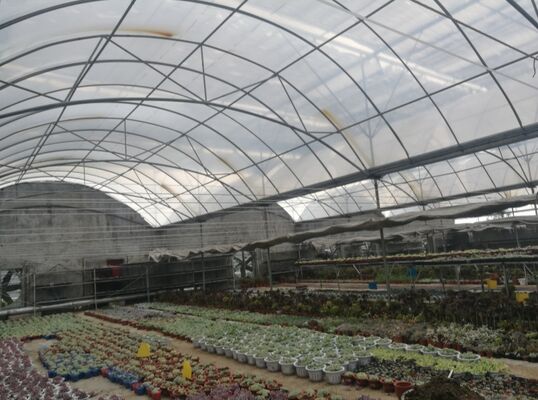 Rumah kaca dengan film polietilena berpanjangan terus digunakan untuk meningkatkan hasil sayuran dan mempercepat proses pematangan sayuran