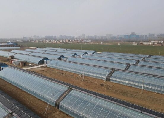 Rumah kaca dengan film polietilen berpanjangan untuk menanam bunga berkualitas tinggi