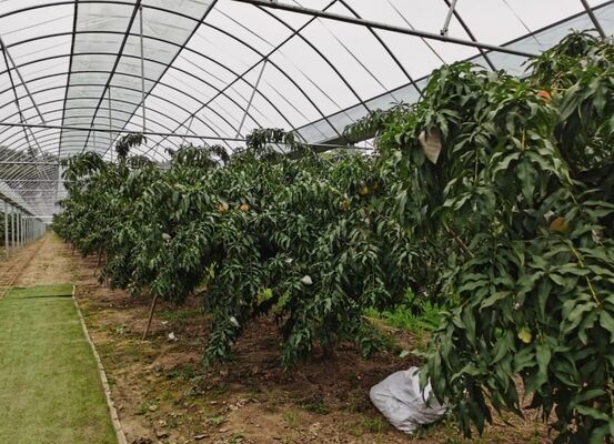 Rumah Kaca Wisata Wenlu - Rumah Kaca Pertanian Buah Berskala Besar